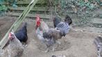 Mergellandhoen haan, Dieren en Toebehoren, Pluimvee, Mannelijk, Kip