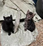 Boerderij kittens, Dieren en Toebehoren, Katten en Kittens | Overige Katten, Poes, Kortharig, 0 tot 2 jaar