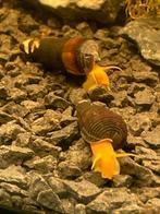 Thylomenia slakken (Oranje) | Sulawesi slak, Dieren en Toebehoren, Slak of Weekdier, Zoetwatervis