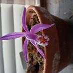 Herfst pleione 4 knollen, Tuin en Terras, Planten | Tuinplanten, Ophalen of Verzenden, Overige soorten, Volle zon