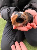 Baby cavia s te koop. Cavia beertje sheltie en zeugje tessel, Cavia, Mannelijk, December, Tam
