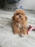 Exclusive Maltipoo F1 Babyface pup (Maltezer/Toy Poedel), Dieren en Toebehoren, Honden | Chihuahua's en Gezelschapshonden, Rabiës (hondsdolheid)