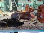 Julidochromis Marlieri Tanganyika Cichliden