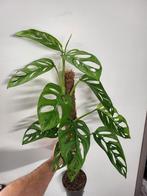 Monstera Adansonii Archepeligo, Ophalen of Verzenden, Overige soorten, Minder dan 100 cm