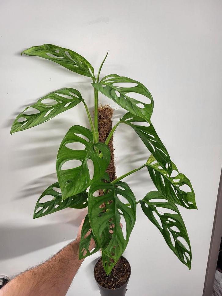 Monstera Adansonii Archepeligo, Huis en Inrichting, Kamerplanten, Overige soorten, Minder dan 100 cm, Ophalen of Verzenden