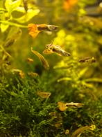 Guppen eigen kweek, Dieren en Toebehoren, Vissen | Aquariumvissen, Vis