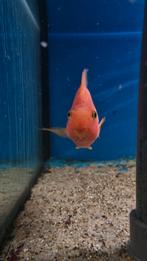 Oranje papegaai cichliden, Dieren en Toebehoren, Vissen | Aquariumvissen, Zoetwatervis, Vis