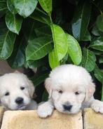 Golden retriever kruising pups VERWACHT., Golden retriever, CDV (hondenziekte), 8 tot 15 weken, Meerdere