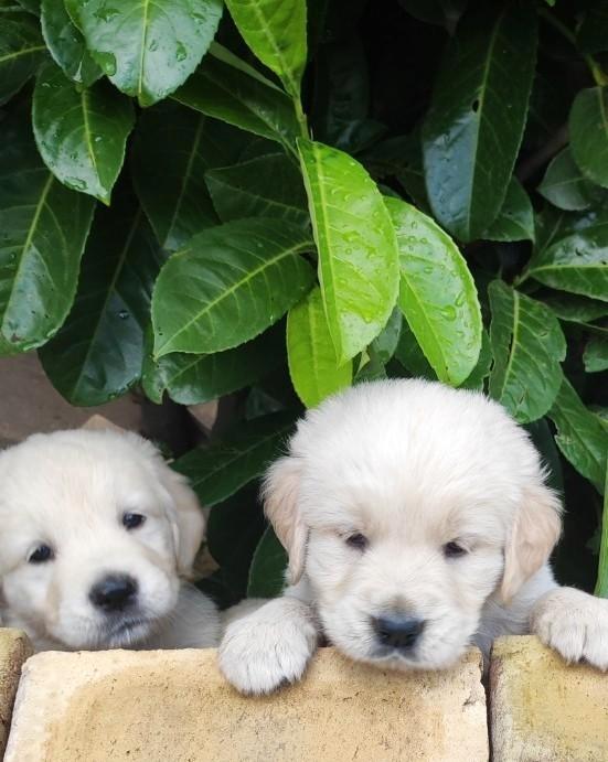 Golden retriever kruising pups VERWACHT., Dieren en Toebehoren, Honden | Retrievers, Spaniëls en Waterhonden, Meerdere dieren