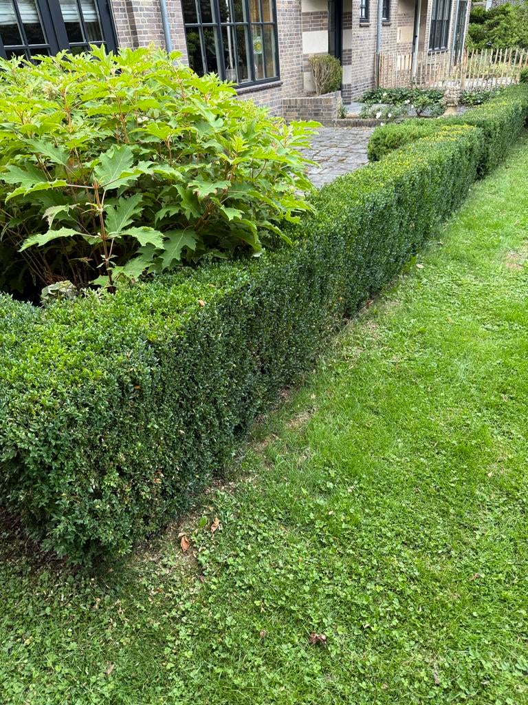 Buxus planten - 60-65cm H, 30-40cm B, in totaal ca 15 lm, Tuin en Terras, Planten | Struiken en Hagen, Ophalen, Buxus, Haag, Minder dan 100 cm