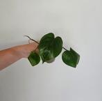 Philodendron Scandens Heart Leaf 4, Huis en Inrichting, Kamerplanten, Ophalen of Verzenden, Minder dan 100 cm