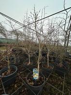 Acer Shirasuwanum Aureum in pot - Gouden Japanse Esdoorn, Tuin en Terras, Bloeit niet, Halfschaduw, Overige soorten, Minder dan 100 cm