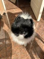 Prachtige bearface dwergkees/Pomerianan teefje, Dieren en Toebehoren, 8 tot 15 weken, Teef, Meerdere, Nederland