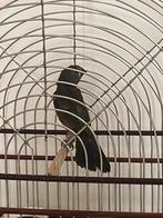 Twatwa jongman 56 dagen oud., Dieren en Toebehoren, Vogels | Hokken en Kooien, Ophalen of Verzenden, Nieuw, Vogelkooi