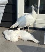Witte pauwen, Meerdere dieren, Overige soorten