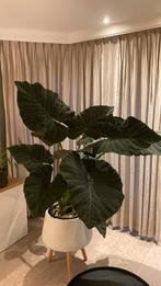Alocasia plant, Ophalen, 100 tot 150 cm, Overige soorten, Halfschaduw