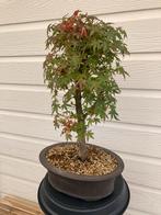 Acer palmatum (Japanse esdoorn) bonsai, Bloeit niet, Halfschaduw, Minder dan 100 cm, Overige soorten