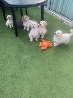 maltipoo, Dieren en Toebehoren, Honden | Chihuahua's en Gezelschapshonden, Particulier, Rabiës (hondsdolheid), 15 weken tot 1 jaar