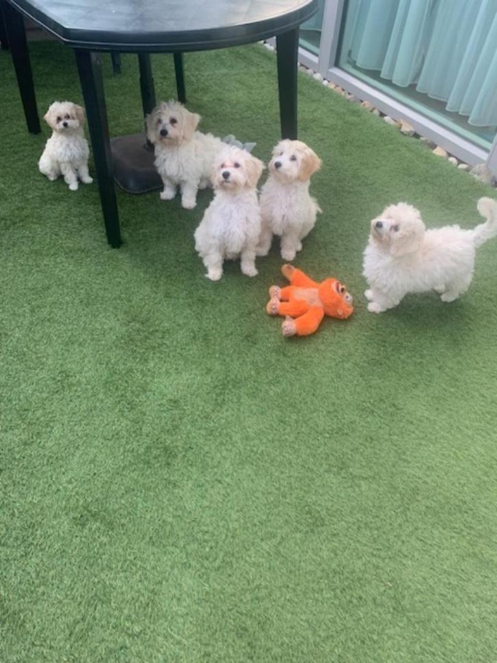 maltipoo, Dieren en Toebehoren, Honden | Chihuahua's en Gezelschapshonden, Meerdere dieren, Overige rassen, Particulier, Meerdere