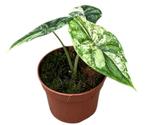 Alocasia Dragon Skill Variegata | Potmaat 10,5, Overige soorten, In pot, Minder dan 100 cm, Groene kamerplant