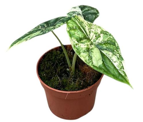 Alocasia Dragon Skill Variegata | Potmaat 10,5, Huis en Inrichting, Kamerplanten, Overige soorten, Minder dan 100 cm, Groene kamerplant