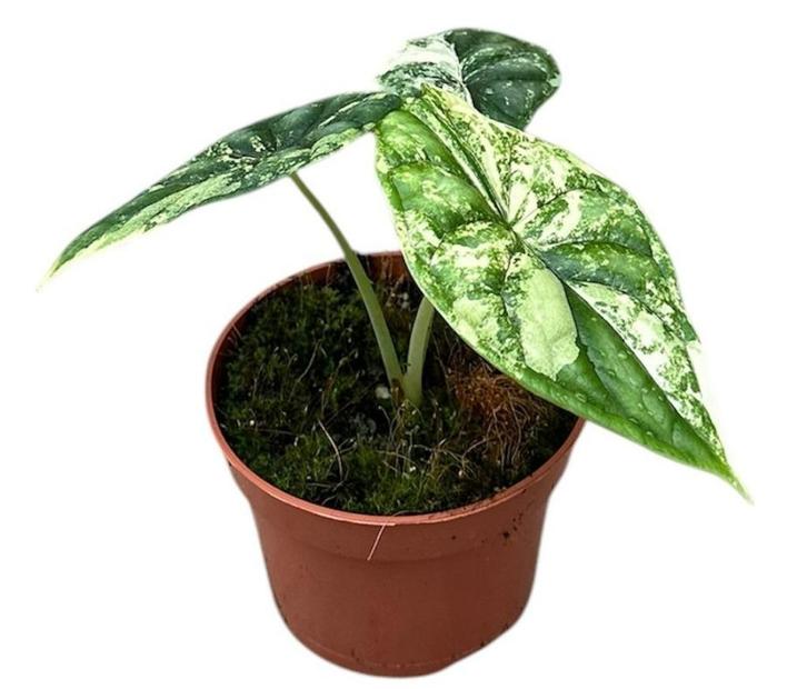 Alocasia Dragon Skill Variegata | Potmaat 10,5, Huis en Inrichting, Kamerplanten, Overige soorten, Minder dan 100 cm, Groene kamerplant