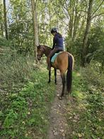 Lieve 7 jarige ruin, Dieren en Toebehoren, Pony's, E pony (1.48m - 1.57m), Ruin, Niet van toepassing, 7 tot 10 jaar
