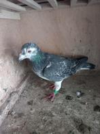 postduiven, Dieren en Toebehoren, Vogels | Duiven, Vrouwelijk, Postduif
