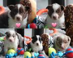 Lieve border collie pups, Parvo, Nederland, 8 tot 15 weken, Collie