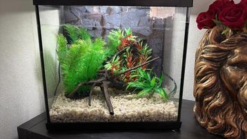 Aquarium inlcusief toebehoren beschikbaar voor biedingen