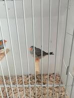 Koppels Timor zebravinken, Meerdere dieren, Tropenvogel