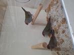Te koop dornastrildes mooi formaat, Dieren en Toebehoren, Mannelijk, Wildzangvogel, Geringd