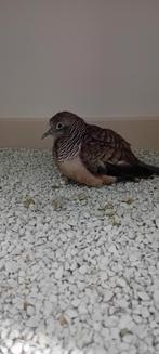 Vredesduif, Vrouwelijk, Overige soorten