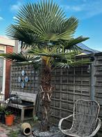 Trachycarpus Fortunei zaailingen (babypalm boompjes), Ophalen, Zomer, Volle zon, Palmboom