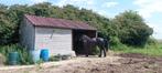 Ruime paardenstal te koop voor 4 paarden., Dieren en Toebehoren, Stalling en Weidegang, Stalling