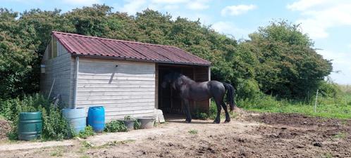 Ruime paardenstal te koop voor 4 paarden., Dieren en Toebehoren, Stalling en Weidegang, Stalling