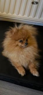 Mini pomeriaan teefje 1,5 jaar, Rabiës (hondsdolheid), Overige rassen, 1 tot 2 jaar, Teef