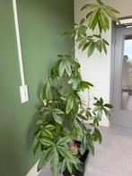 Money three plant, Overige soorten, Ophalen of Verzenden, In pot, 150 tot 200 cm