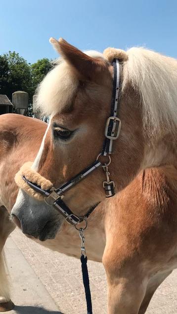 Eskadron Halster Halstertouw Bruin Blauw Wit Bont Full beschikbaar voor biedingen