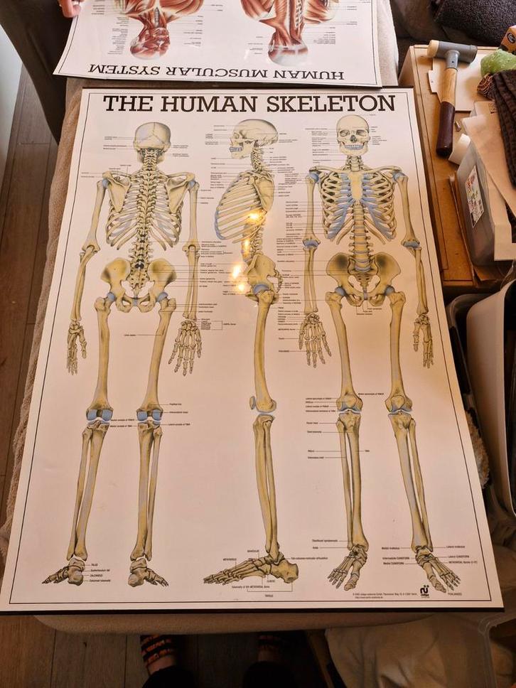 Medische Poster - Het Menselijk Skelet en spieren, Verzamelen, Posters, Zo goed als nieuw, Dier of Natuur, Ophalen