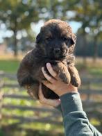 Berner sennen kruising pups, Dieren en Toebehoren, 8 tot 15 weken, Groot, Meerdere, Meerdere dieren