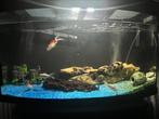 Aquarium 140L met filter 100-200L en bijbehorende, Ophalen of Verzenden, Zo goed als nieuw, Leeg aquarium