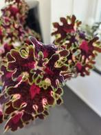Coleus 'inky fingers' stekken, Ophalen, Overige soorten, Minder dan 100 cm