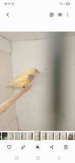 2 mooie gouldamadine poppen, Vrouwelijk, Geringd