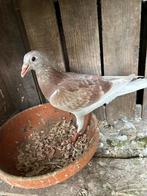 Vale jonge postduif (ophalen direct), Dieren en Toebehoren, Vogels | Duiven, Postduif