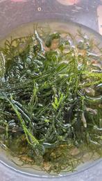 Javamos Taxiphyllum barbieri, Ophalen of Verzenden, Plant(en), Steen of Hout