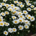 Leucanthemum hoge margriet, vaste plant, bodembedekker, Ophalen, Bodembedekkers, Vaste plant, Halfschaduw