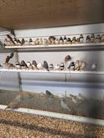 Zebravinken, Dieren en Toebehoren, Meerdere dieren