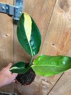 Reginae strelitzia aurea lemon lime mint yellow variegata, Huis en Inrichting, Ophalen of Verzenden, Halfschaduw, Minder dan 100 cm