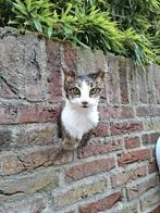 Opgezette kop kat taxidermy opgezet poes schedel huisdier, Ophalen, Hond of Kat, Gewei of Kop